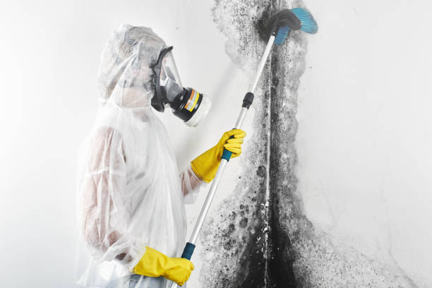 Best Commercial Mold Inspection  in Mount Carmel, TN