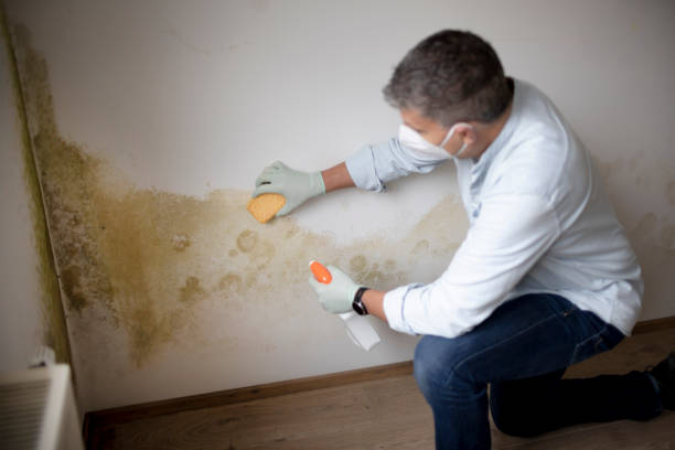 Trusted Mount Carmel, TN Mold Removal Experts