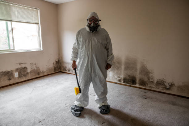 Best Attic Mold Removal  in Mount Carmel, TN